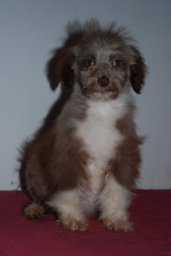 Aussiedoodle